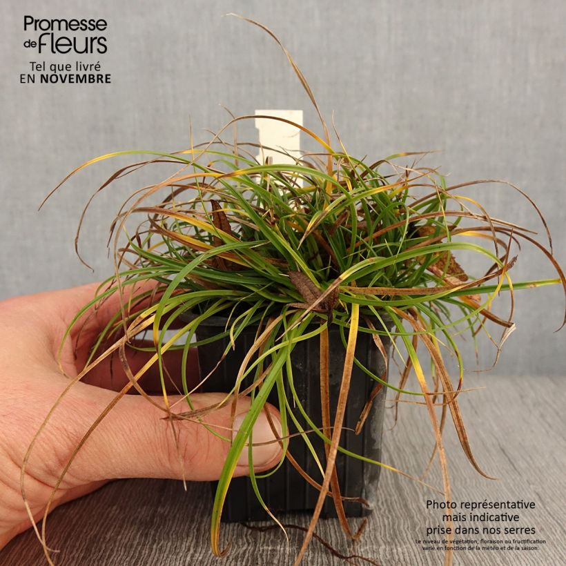 Amostra de Carex umbrosa Vaso de 8/9 cm tal como entregue no outono