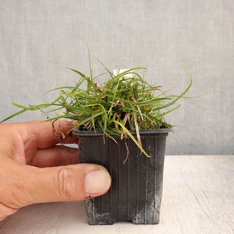 Amostra de Carex umbrosa Vaso de 8/9 cm tal como entregue no verão