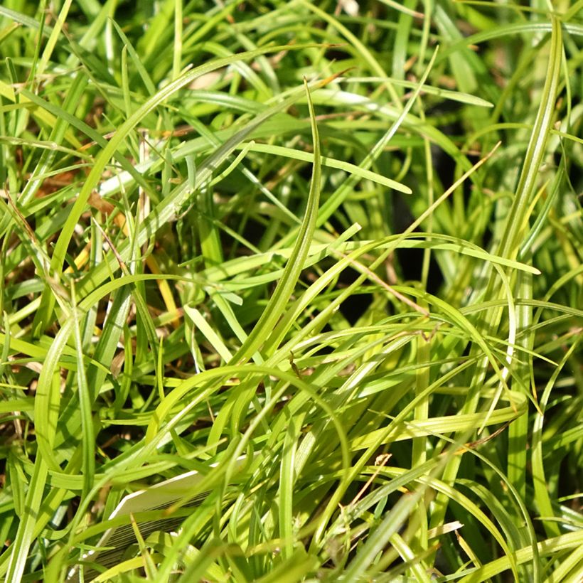 Carex umbrosa (Folhagem)