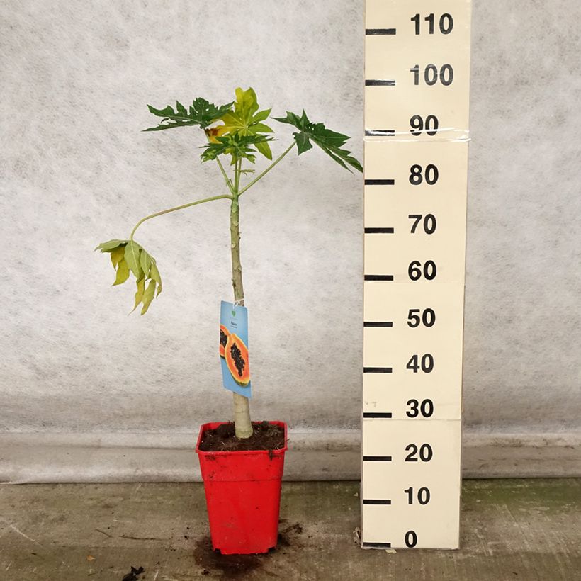 Amostra de Mamoeiro - Carica papaya Vaso de 6 L/7 L tal como entregue no outono