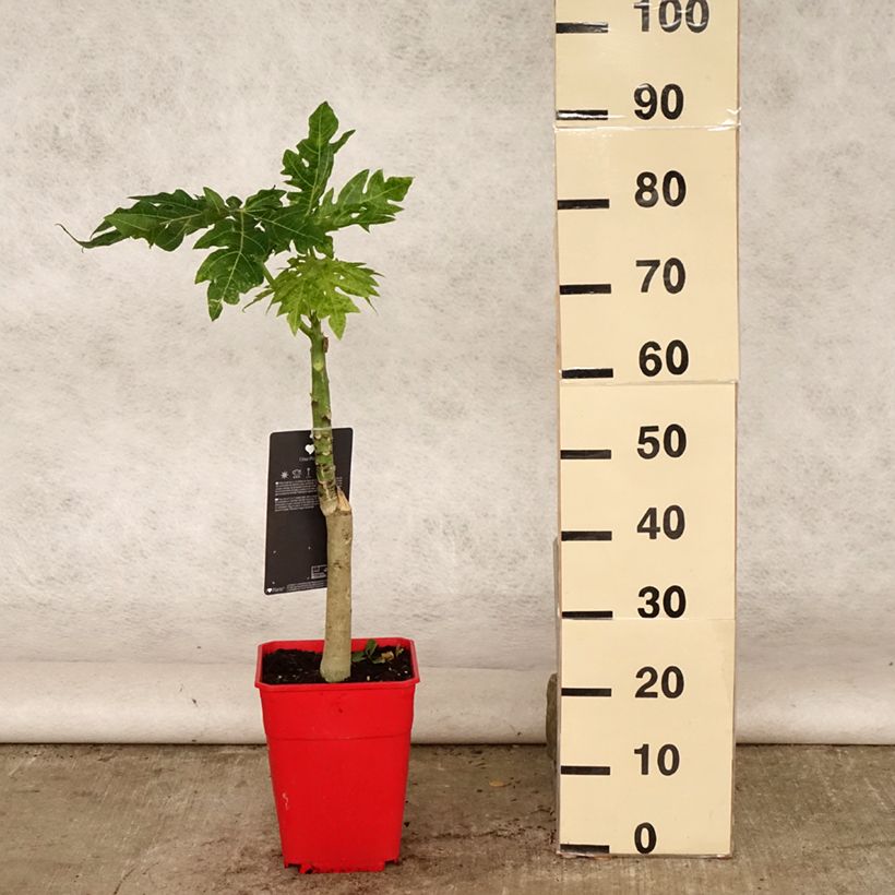 Amostra de Mamoeiro - Carica papaya Vaso de 6 L/7 L tal como entregue no verão