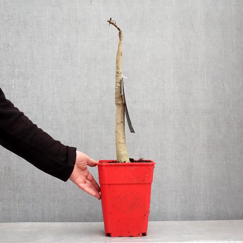 Amostra de Carica papaya- Papayer Pot de 6L/7L tal como entregue no inverno