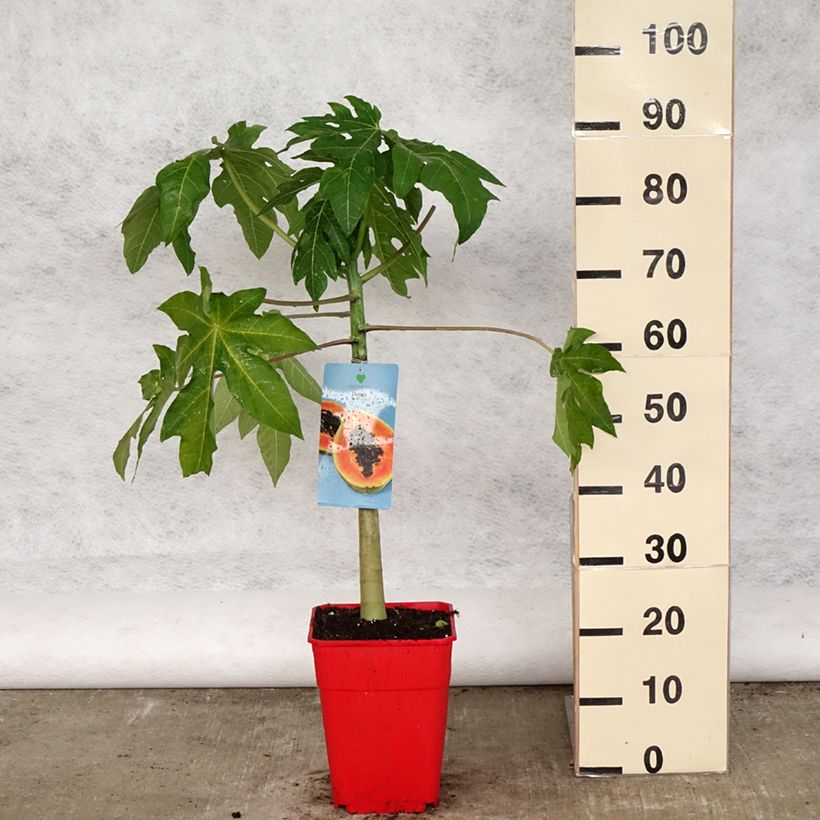 Amostra de Mamoeiro - Carica papaya Vaso de 6 L/7 L tal como entregue na primavera