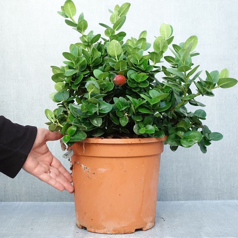 Amostra de Carissa macrocarpa Prostrata Vaso de 3 L/4 L tal como entregue no outono