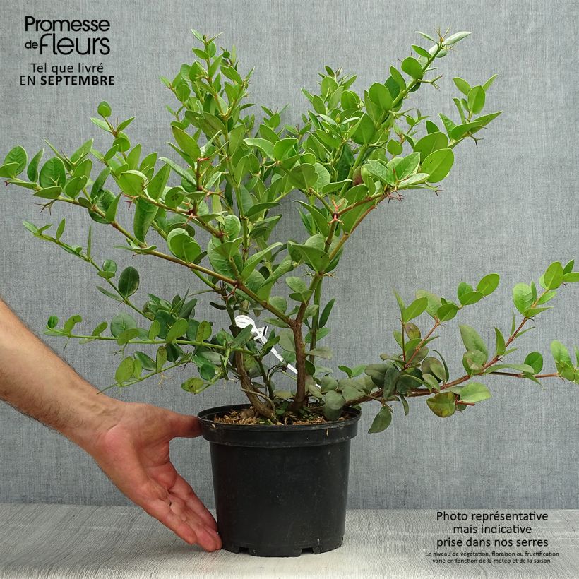 Amostra de Carissa macrocarpa Vaso de 2 L/3 L tal como entregue no outono