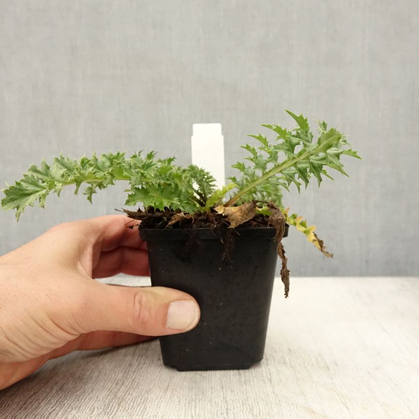 Amostra de Carlina acaulis subsp. simplex Bronze Vaso de 8/9 cm tal como entregue no outono