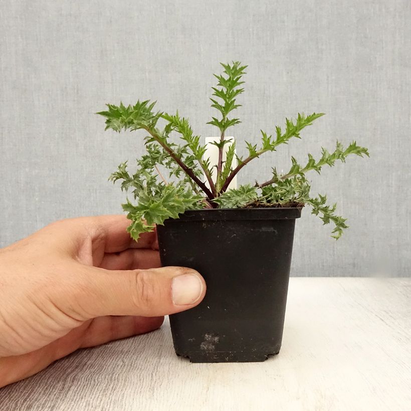 Amostra de Carlina acaulis subsp. simplex Bronze Vaso de 8/9 cm tal como entregue no verão