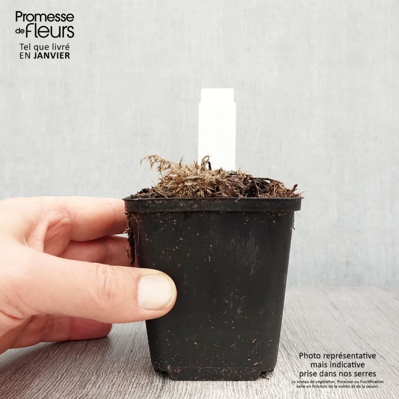 Amostra de Carlina acaulis ssp. simplex Bronze - Carline des Alpes Vaso de 8/9 cm tal como entregue no inverno