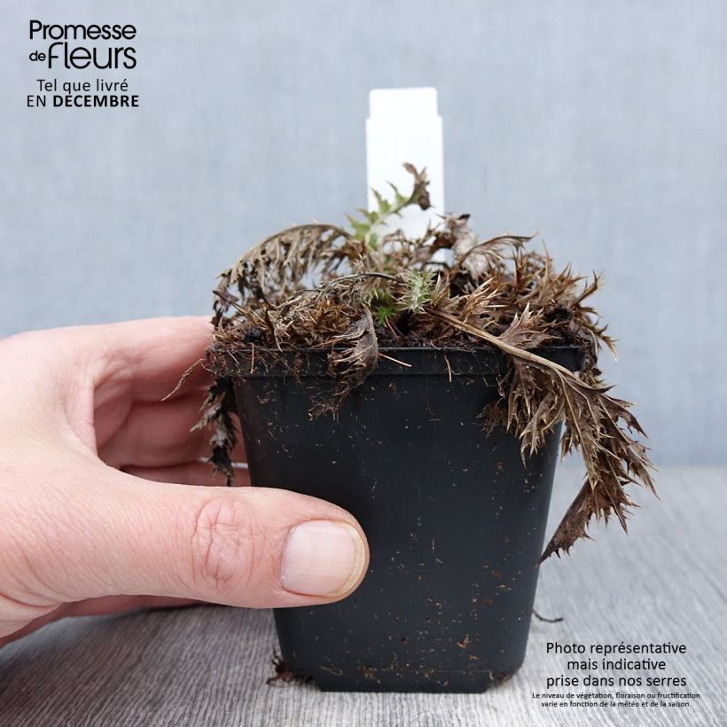 Amostra de Carlina acaulis subsp. simplex Vaso de 8/9 cm tal como entregue no outono