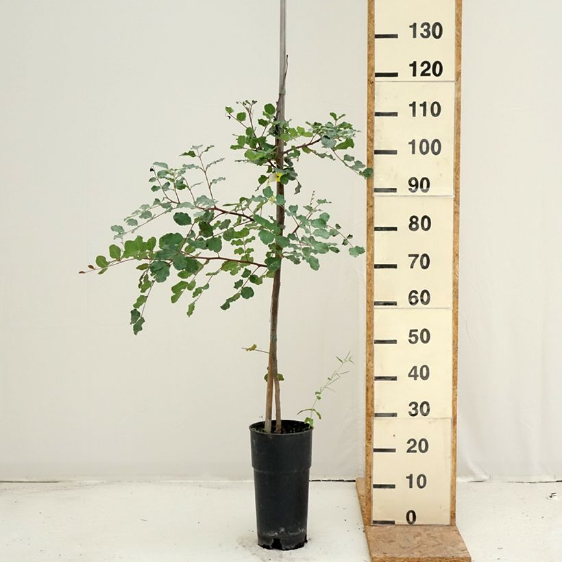 Amostra de Ceratonia siliqua Vaso de 6 L/7 L tal como entregue no verão