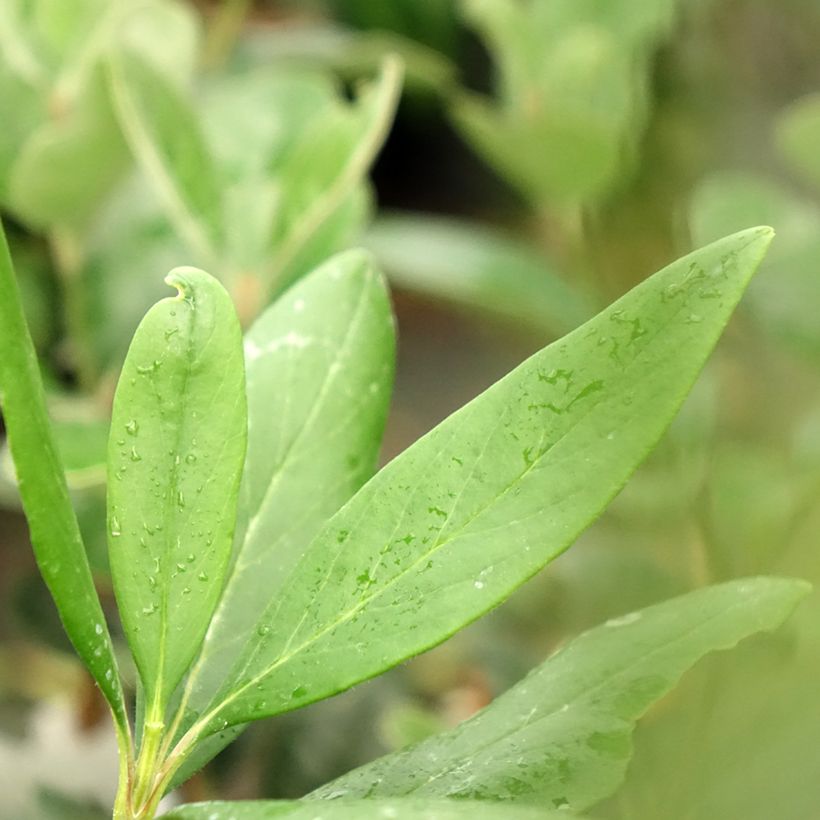 Carpenteria californica Bodnant (Folhagem)
