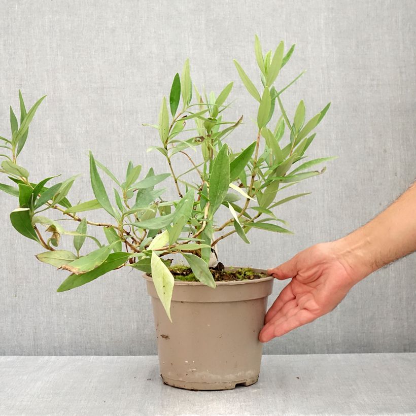 Amostra de Carpenteria californica Vaso de 3 L/4 L tal como entregue no verão