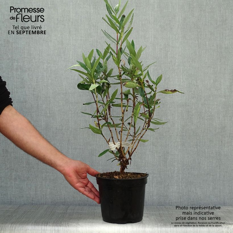 Amostra de Carpenteria californica Vaso de 3 L/4 L tal como entregue no outono