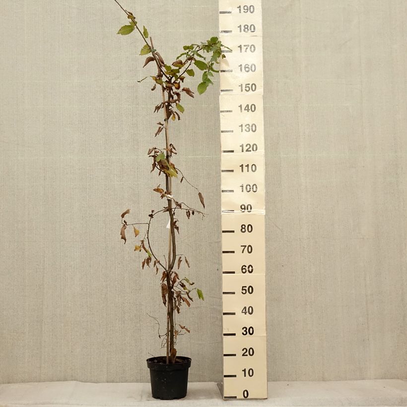 Amostra de Carpinus betulus Vaso de 4 L/5 L tal como entregue no outono