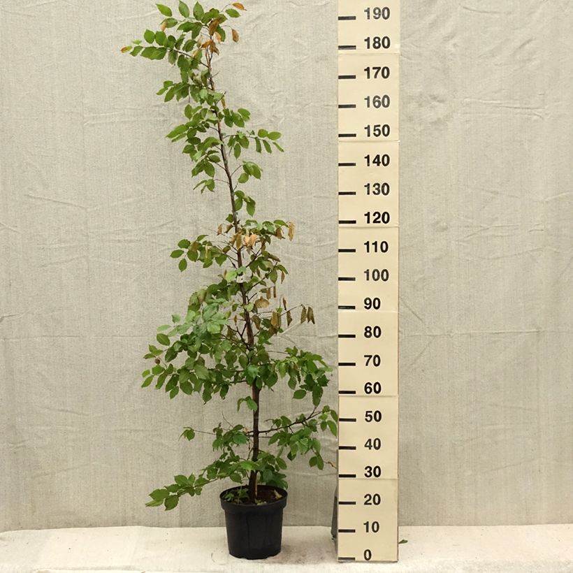 Amostra de Carpinus betulus Vaso de 4 L/5 L tal como entregue no verão