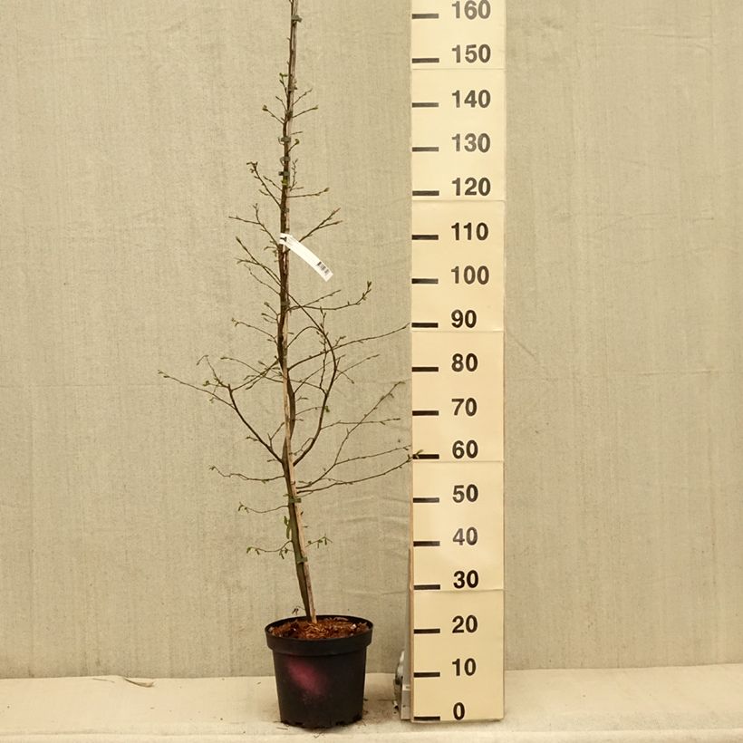 Amostra de Carpinus betulus Vaso de 4 L/5 L tal como entregue na primavera