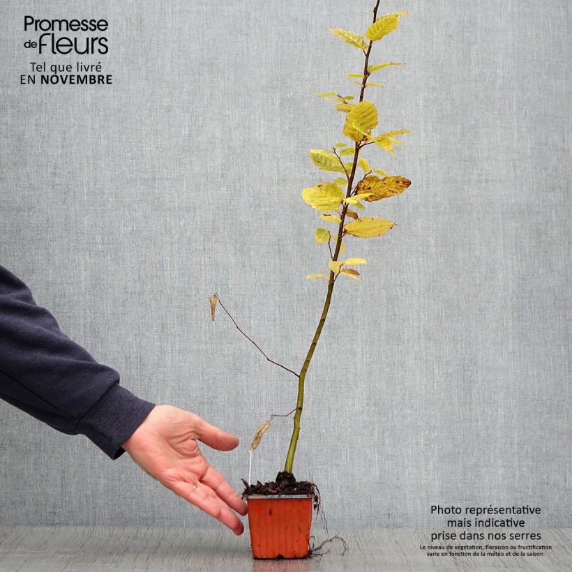 Amostra de Carpinus betulus Vaso de 8/9 cm tal como entregue no outono