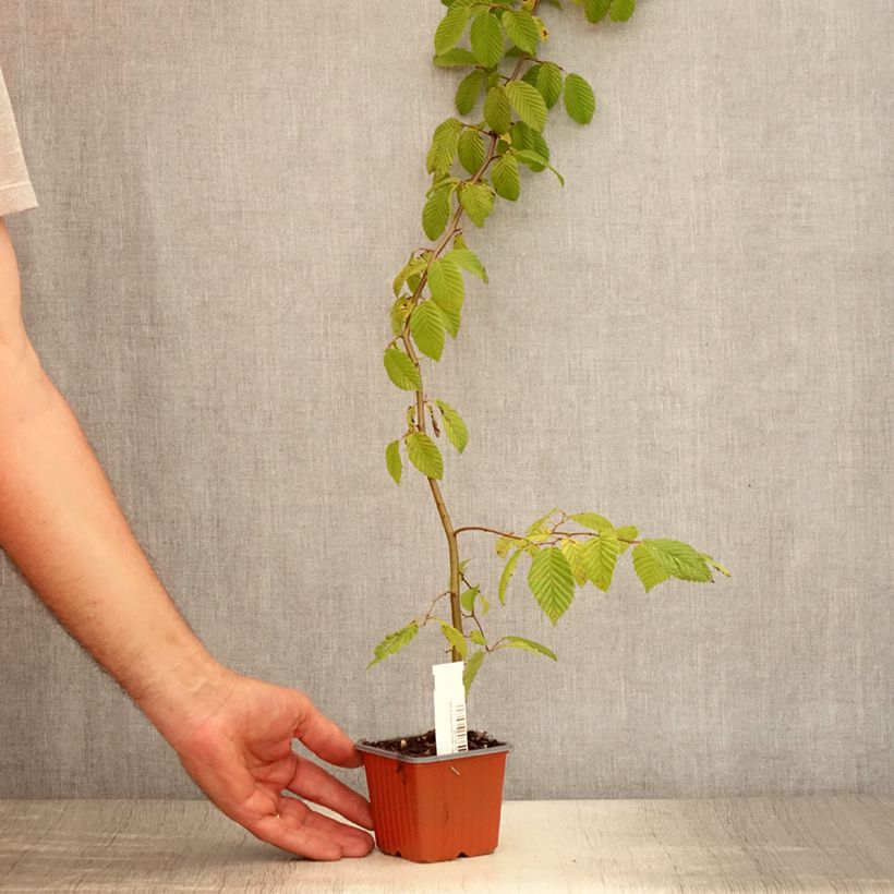 Amostra de Carpinus betulus Vaso de 8/9 cm tal como entregue no verão