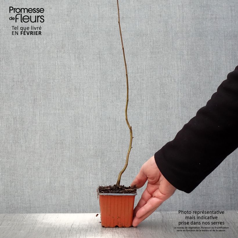 Amostra de Carpinus betulus Vaso de 8/9 cm tal como entregue no inverno