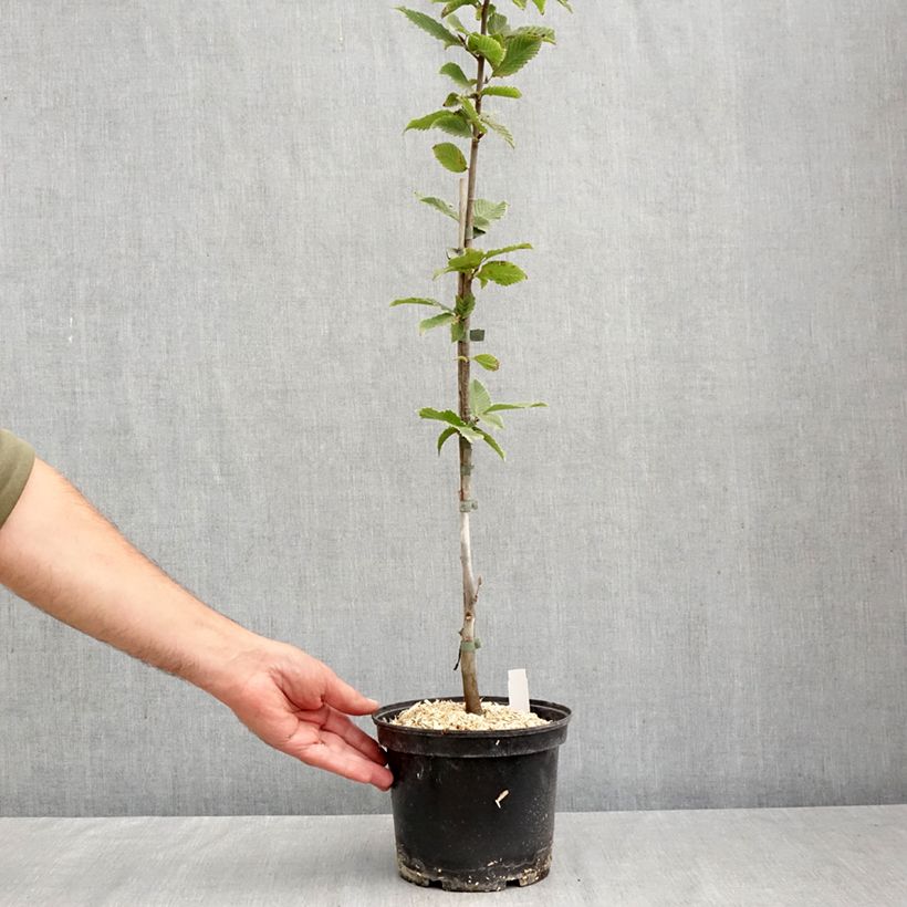 Amostra de Carpinus betulus A. Beeckman Vaso de 3 L/4 L tal como entregue no outono