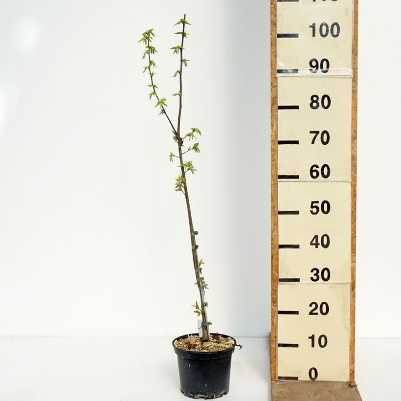 Amostra de Carpinus betulus A. Beeckman Vaso de 3 L/4 L tal como entregue na primavera