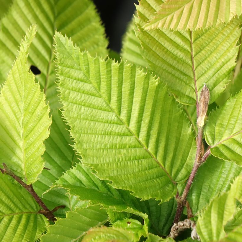 Carpinus betulus A. Beeckman (Folhagem)