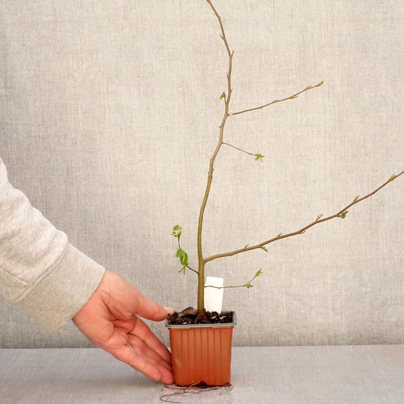 Amostra de Carpinus betulus Vaso de 8/9 cm tal como entregue na primavera