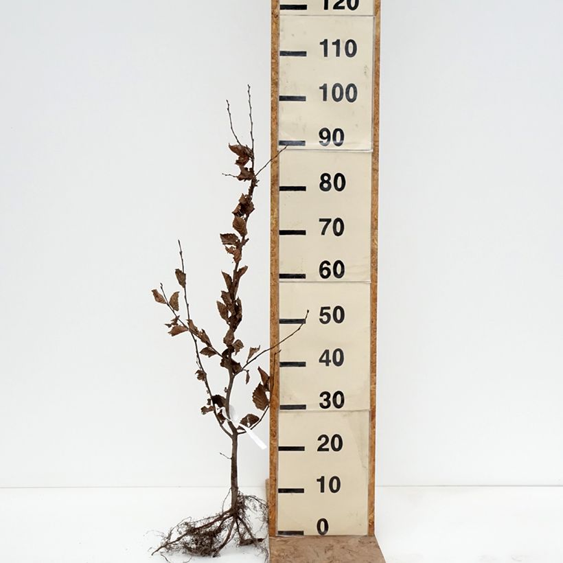 Amostra de Carpinus betulus Raízes nuas tal como entregue no inverno