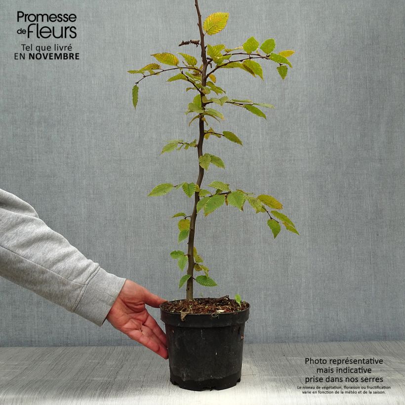 Amostra de Carpinus betulus Vaso de 2 L/3 L tal como entregue no outono
