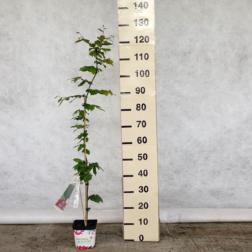 Amostra de Carpinus betulus Vaso de 2 L/3 L tal como entregue na primavera