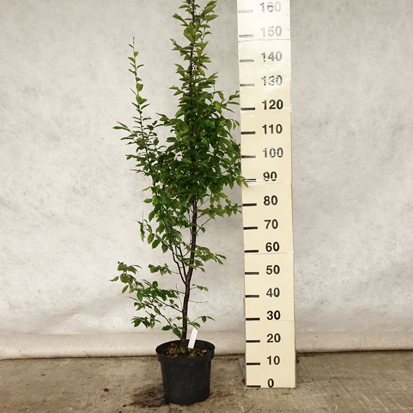 Amostra de Carpinus betulus Fastigiata Vaso de 4 L/5 L tal como entregue no verão