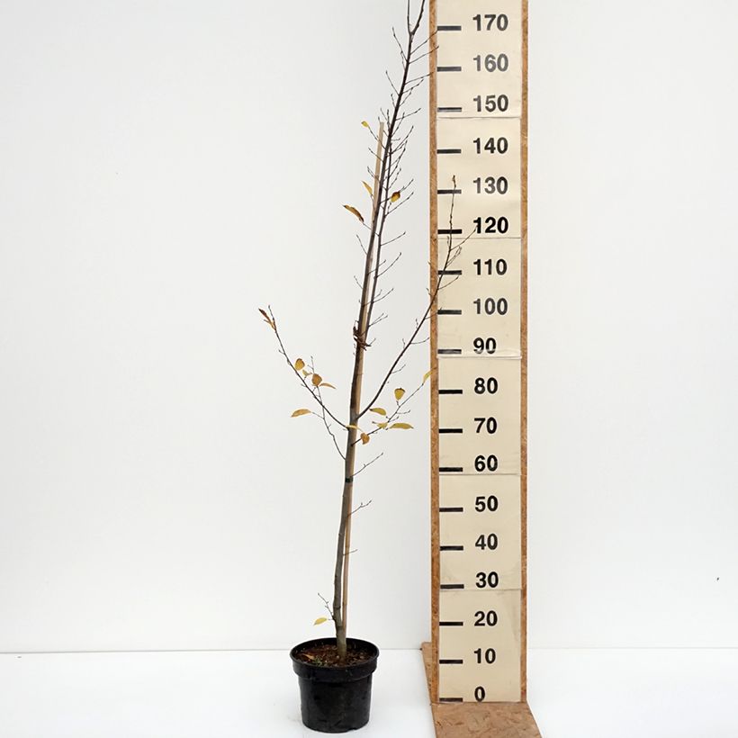 Amostra de Carpinus betulus Fastigiata Vaso de 4 L/5 L tal como entregue no outono