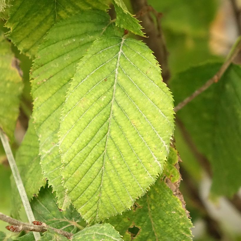 Carpinus betulus Fastigiata Monument (Folhagem)
