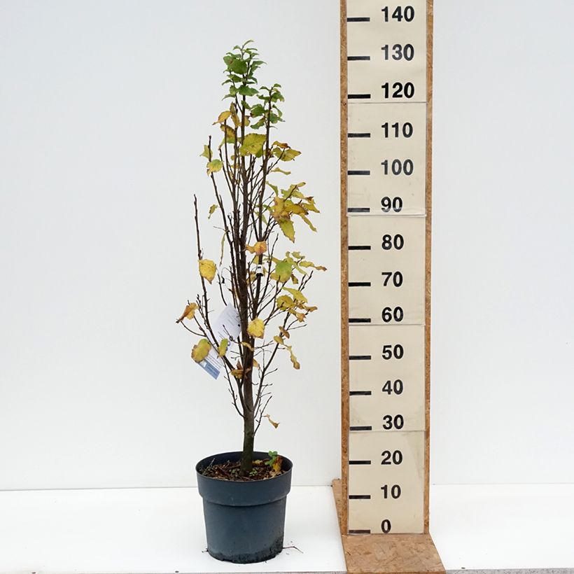 Amostra de Carpinus betulus Fastigiata Monument Vaso de 6 L/7 L tal como entregue no outono