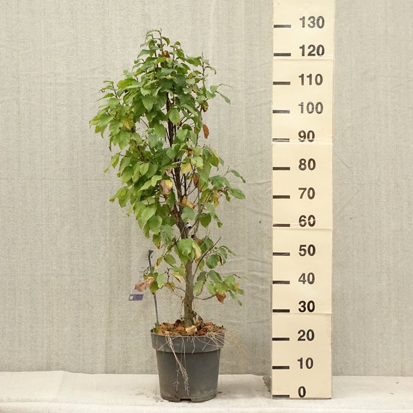 Amostra de Carpinus betulus Fastigiata Monument Vaso de 6 L/7 L tal como entregue no verão