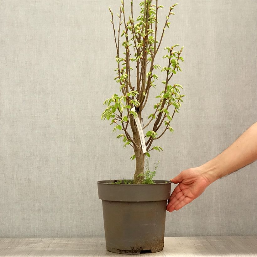 Amostra de Carpinus betulus Fastigiata Monument Vaso de 6 L/7 L tal como entregue na primavera