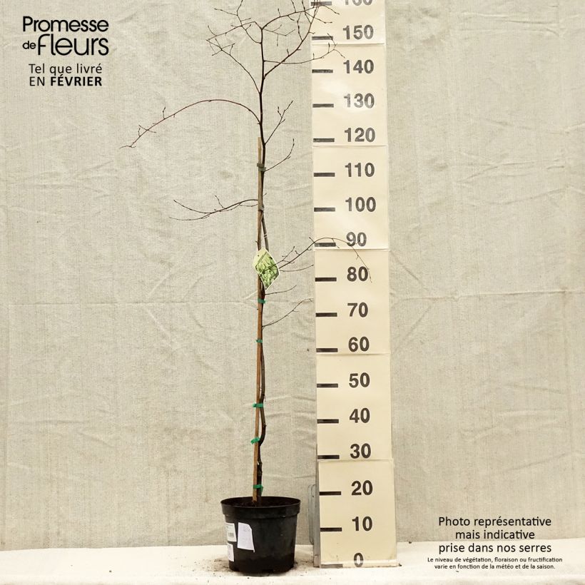 Amostra de Carpinus betulus Foliis Argenteovariegatis Pendula  Vaso de 4 L/5 L tal como entregue no inverno