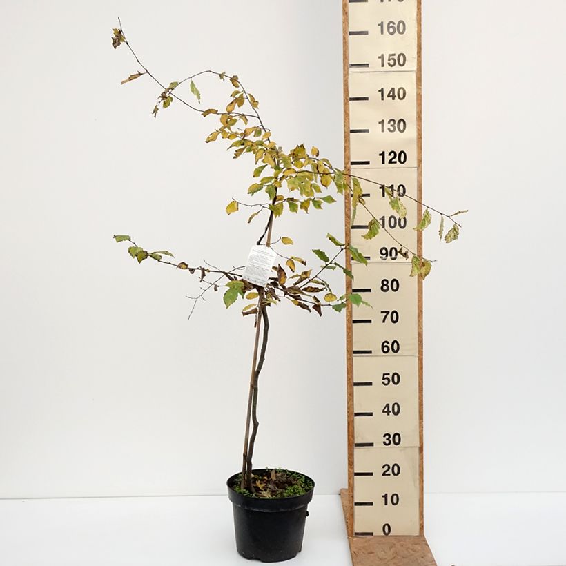 Amostra de Carpinus betulus Foliis Argenteovariegatis Pendula Vaso de 4 L/5 L tal como entregue no outono
