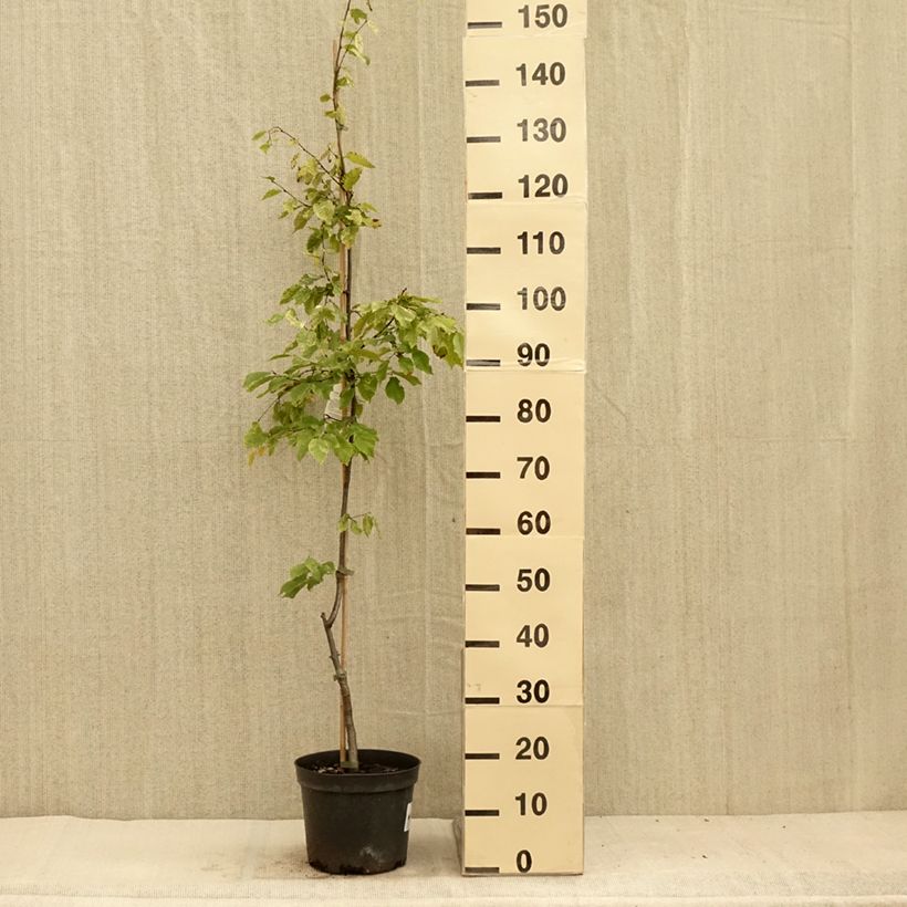 Amostra de Carpinus betulus Foliis Argenteovariegatis Pendula Vaso de 4 L/5 L tal como entregue no verão
