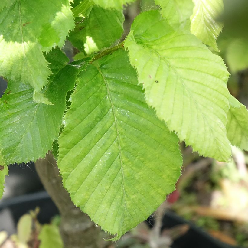 Carpinus betulus Globus (Folhagem)