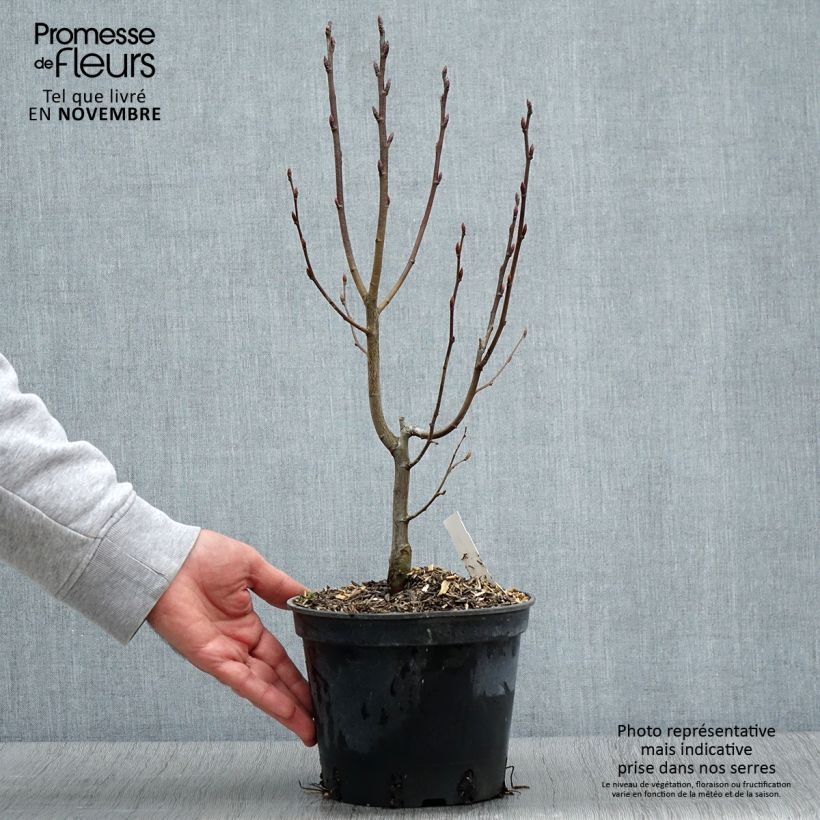 Amostra de Carpinus betulus Monumentalis - Charme commun Vaso de 2 L/3 L tal como entregue no inverno