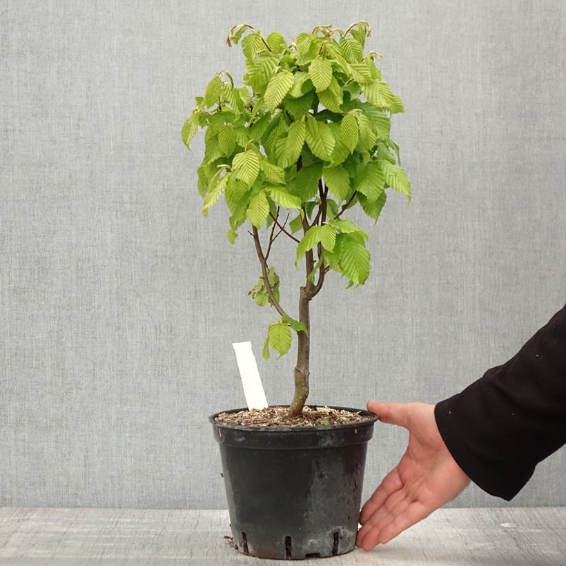 Amostra de Carpinus betulus Monumentalis Vaso de 2 L/3 L tal como entregue na primavera