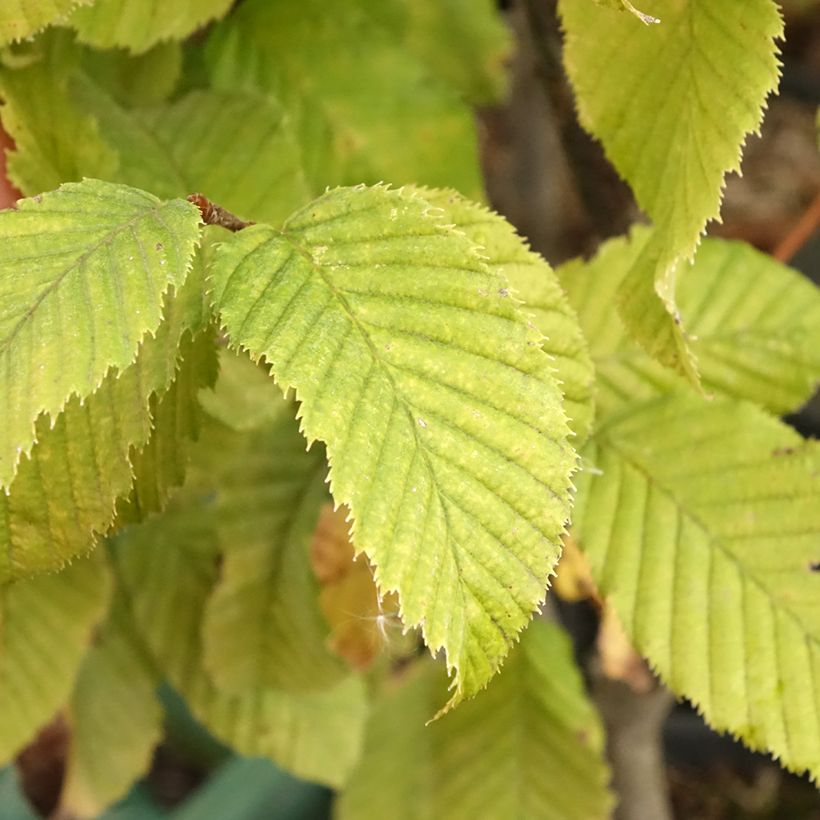 Carpinus betulus Monumentalis (Folhagem)