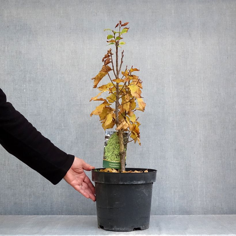 Amostra de Carpinus betulus Monumentalis Vaso de 7,5 L/10 L tal como entregue no outono