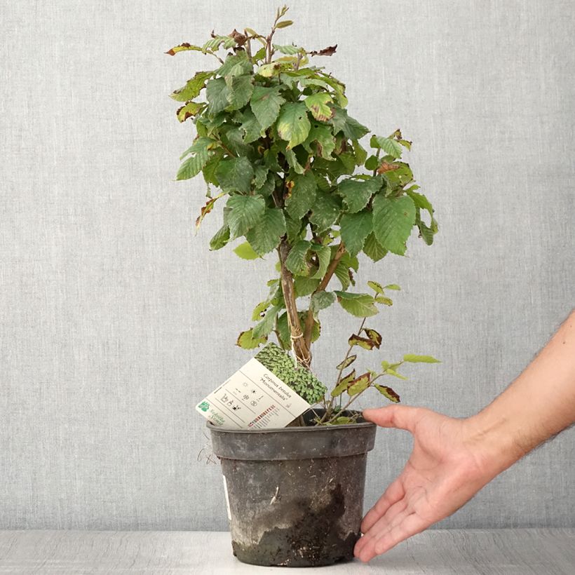 Amostra de Carpinus betulus Monumentalis Vaso de 7,5 L/10 L tal como entregue no verão