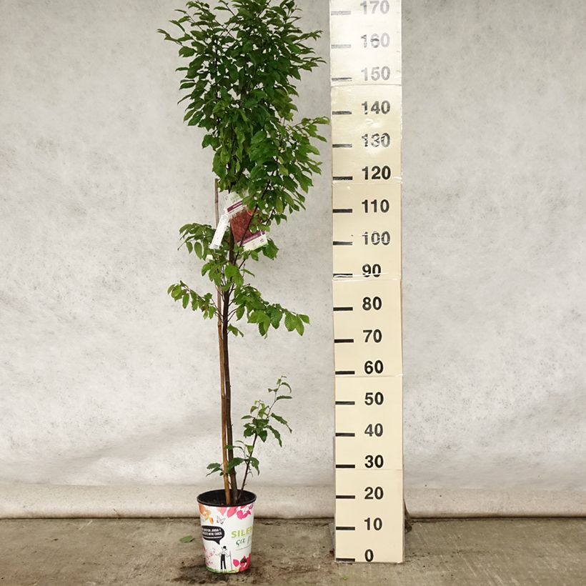 Amostra de Carpinus betulus Orange Retz Vaso de 4 L/5 L tal como entregue no verão