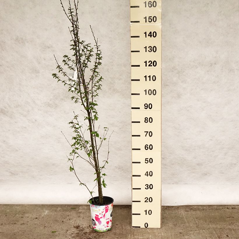 Amostra de Carpinus betulus Orange Retz Vaso de 4 L/5 L tal como entregue na primavera