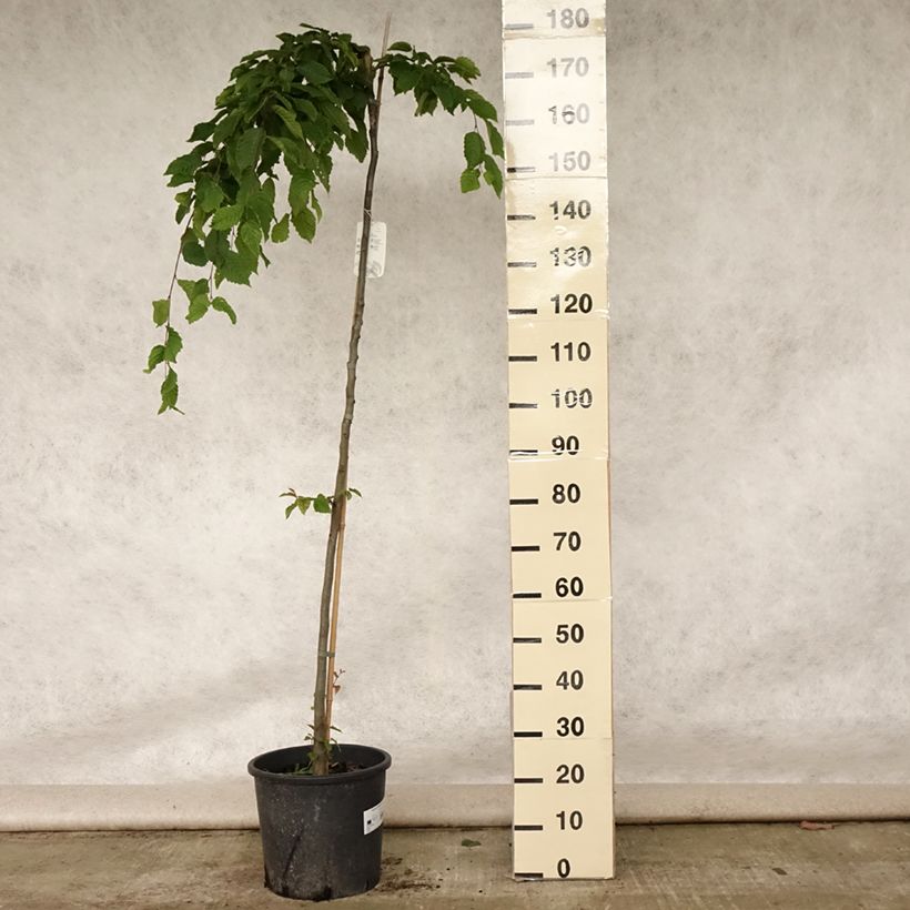 Amostra de Carpinus betulus Pendula Vaso de 12 L/15 L, Haste tal como entregue no verão