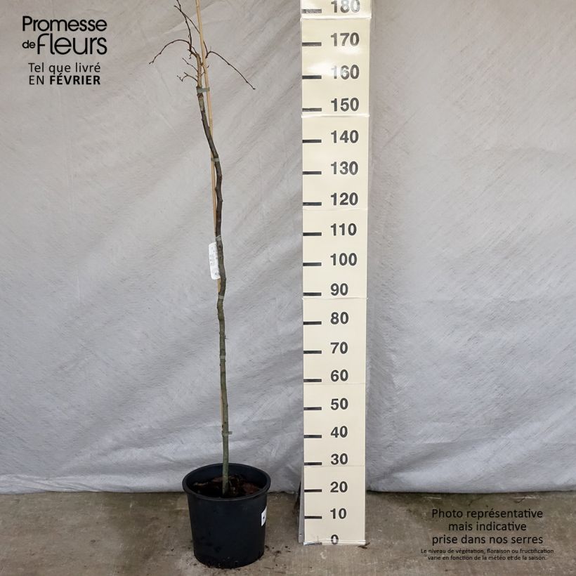 Amostra de Carpinus betulus Pendula - Charme commun pleureur Vaso de 12 L/15 L tal como entregue no inverno