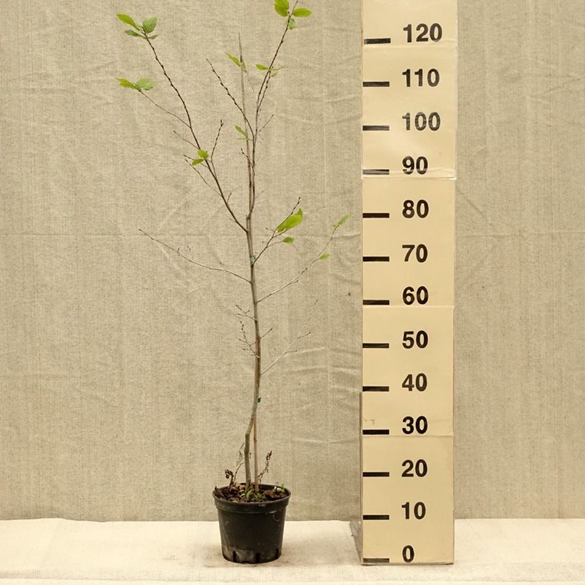 Amostra de Carpinus betulus Quercifolia Vaso de 2 L/3 L tal como entregue no outono